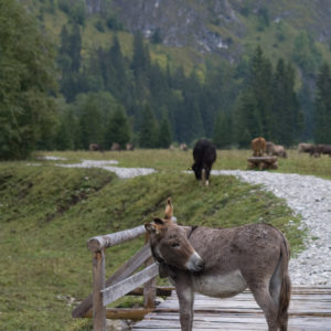 Ausnahmsweise keine Kuh