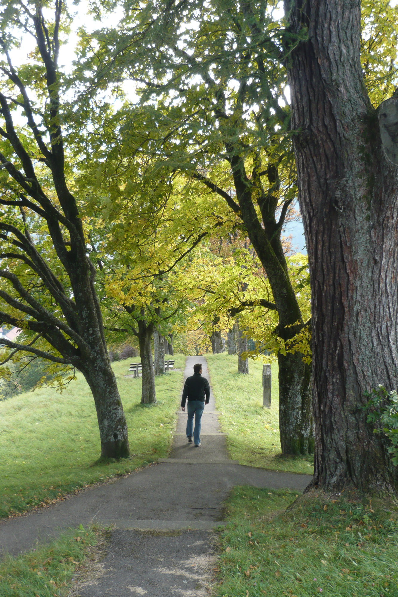 Allee