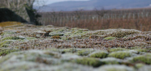 Rheingauer Weinlagen