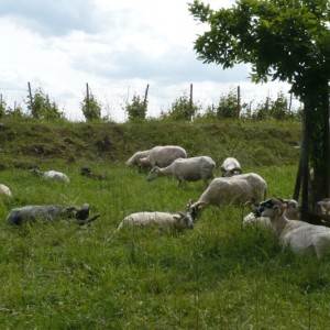 Schafe zwischen Wald und Weinberg