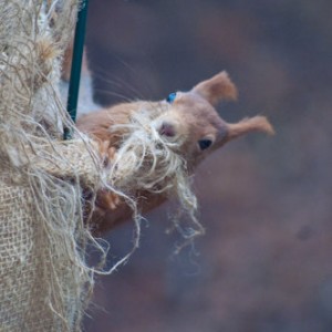 KONICA MINOLTA DIGITAL CAMERA