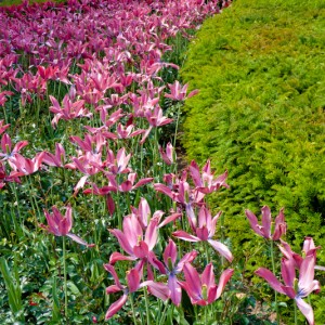 2011-05-11_buga-023b