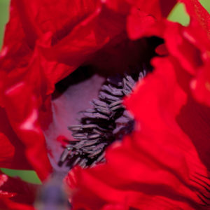 Mohn