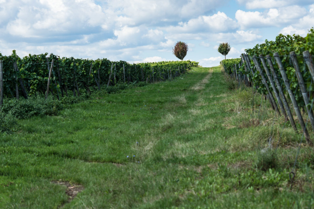 Spalier in den Weinbergen