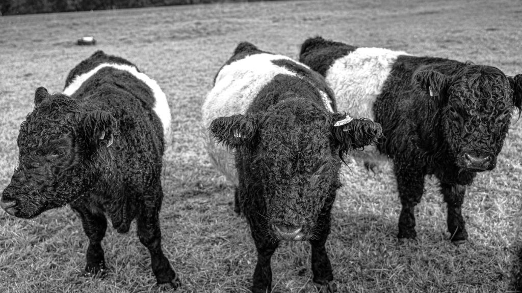 Gelockte belted Galloways